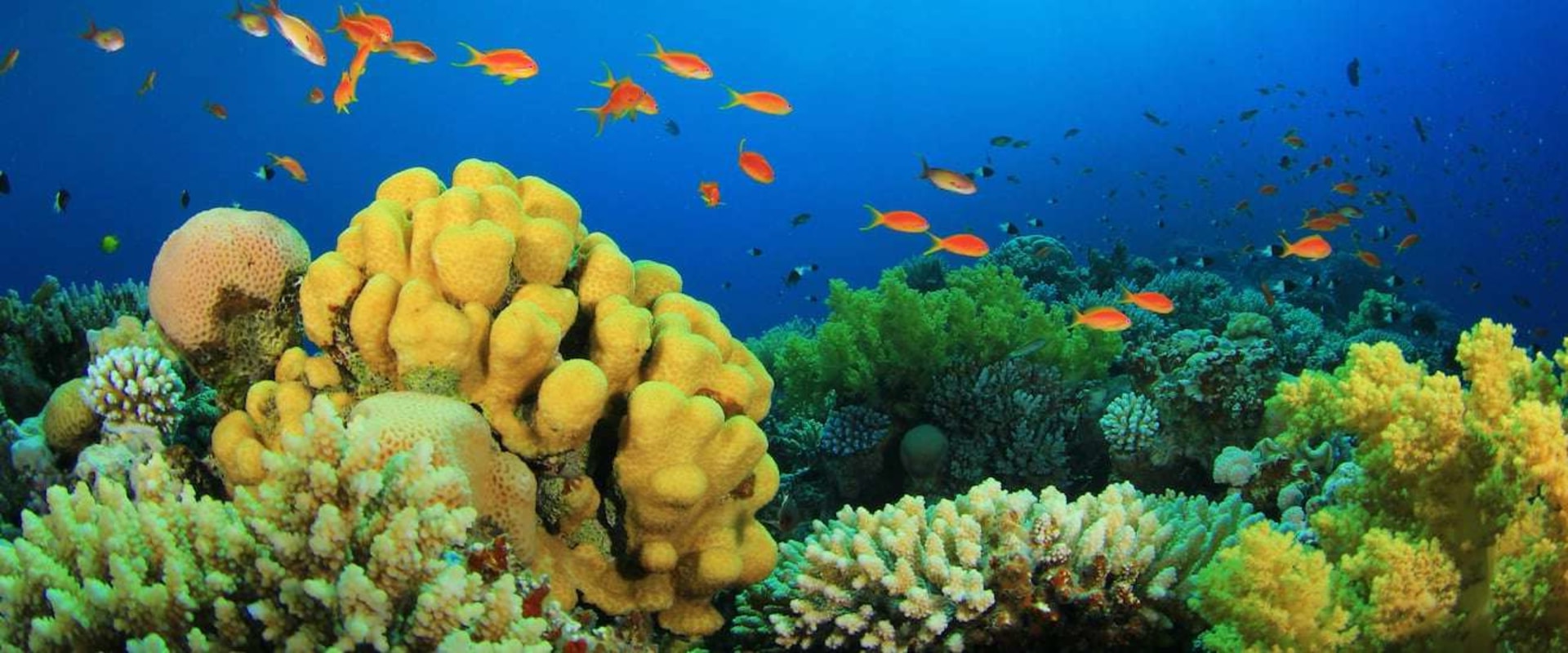 The Surfer's Guide to Reef-Safe SPF: Protecting Our Oceans