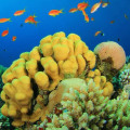 The Surfer's Guide to Reef-Safe SPF: Protecting Our Oceans