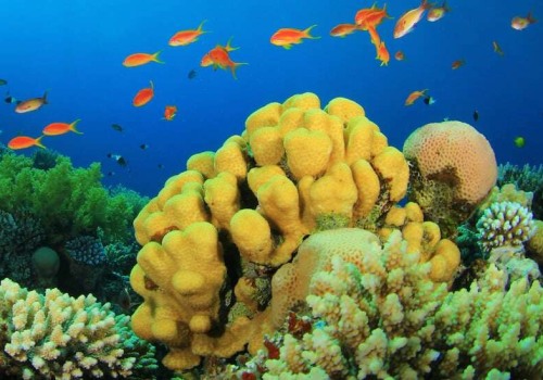 The Surfer's Guide to Reef-Safe SPF: Protecting Our Oceans